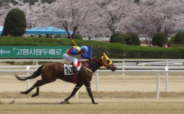 Cheery blossoms are out at Seoul Racecourse