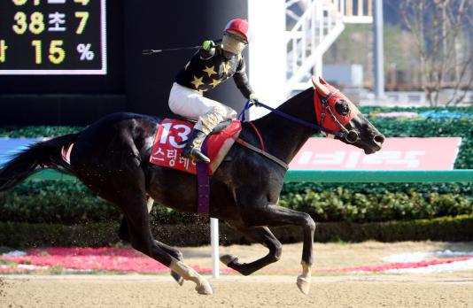 Sting Ray and Kim Dong Young win the KRA Cup Mile - They are the Derby faovurites (KRA)