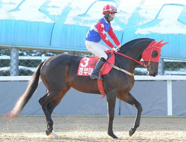 Gyeongbudaero's Grand Prix Stakes win wasn't quite enough to see him to the top of the ratings. He is though, the top Korean bred horse  (Pic: Ross Holburt)