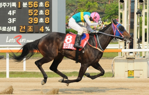 Queen's Blade won last year's Derby and returns to Korean action at Seoul today (Pic: Ross Holburt)