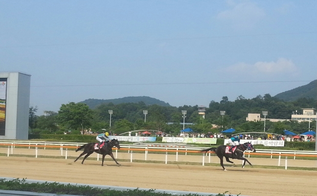 Magic Dancer leads My Winner to the line in the Jeju Governor's Cup