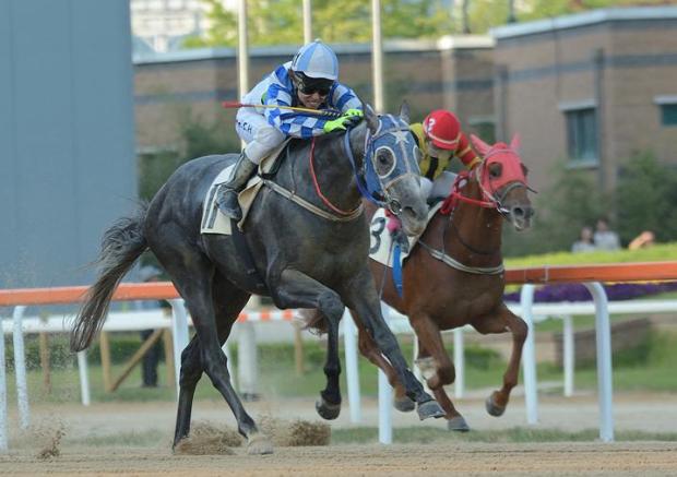 Wonder Bolt is the star attraction at Seoul this weekend (Pic: Elan959)